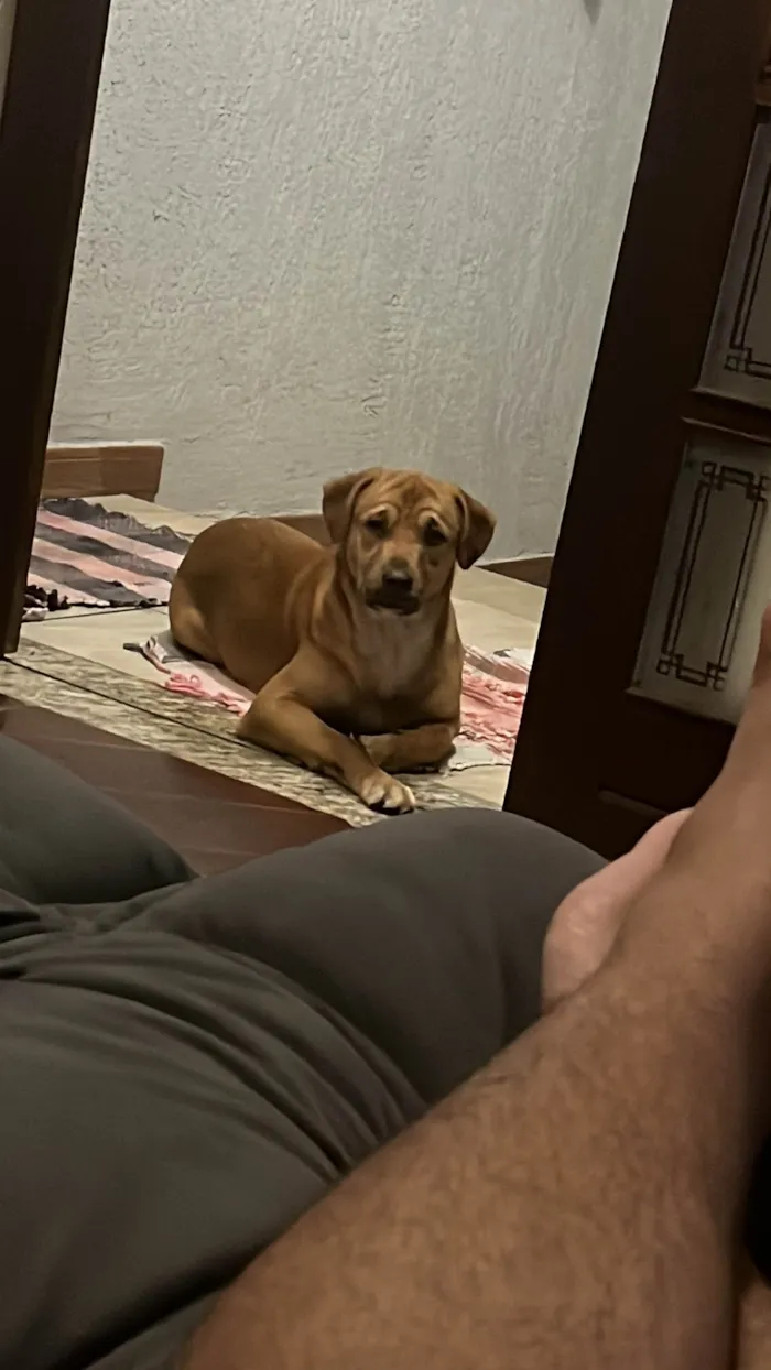 Cachorro ra a SRD-ViraLata idade 3 anos nome TODDY