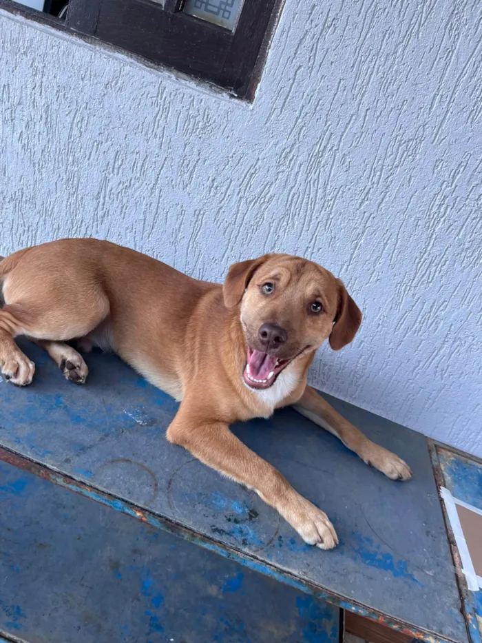 Cachorro ra a SRD-ViraLata idade 3 anos nome TODDY