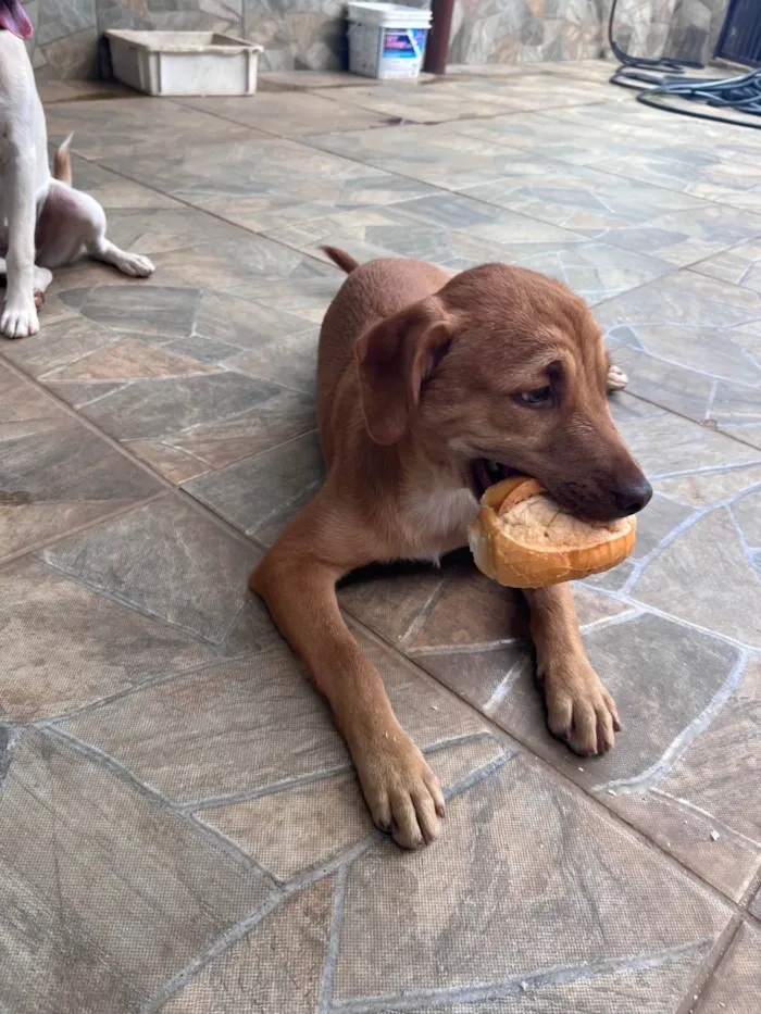 Cachorro ra a SRD-ViraLata idade 3 anos nome TODDY