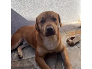 Cachorro raça SRD-ViraLata idade 3 anos nome TODDY