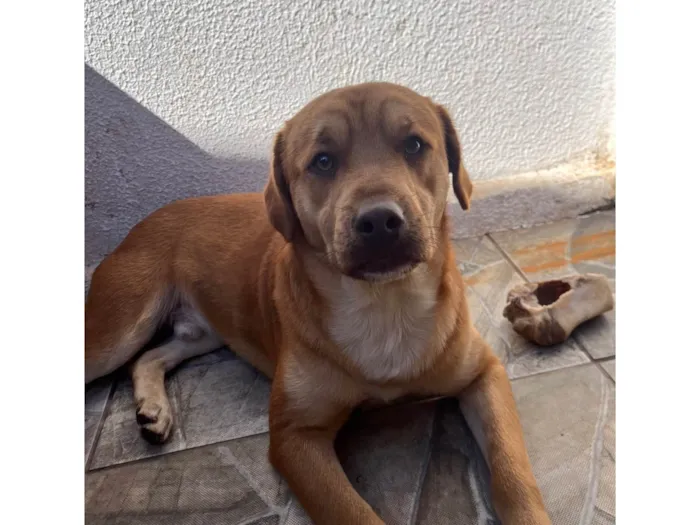 Cachorro ra a SRD-ViraLata idade 3 anos nome TODDY