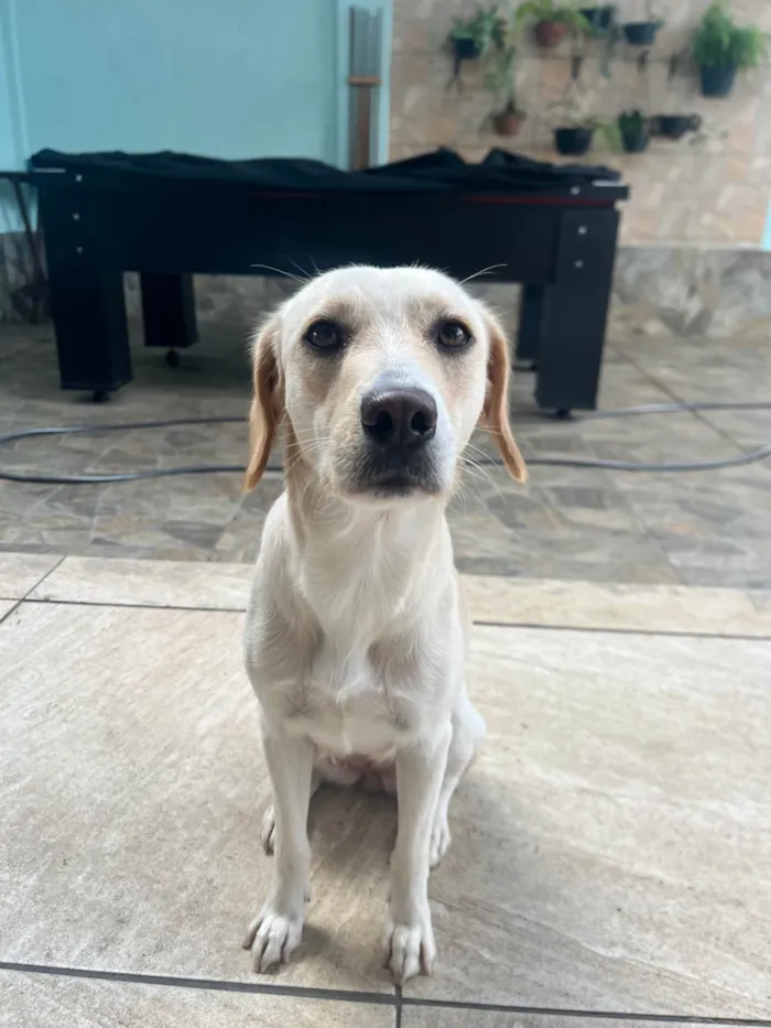 Cachorro ra a SRD-ViraLata idade 3 anos nome LUNA