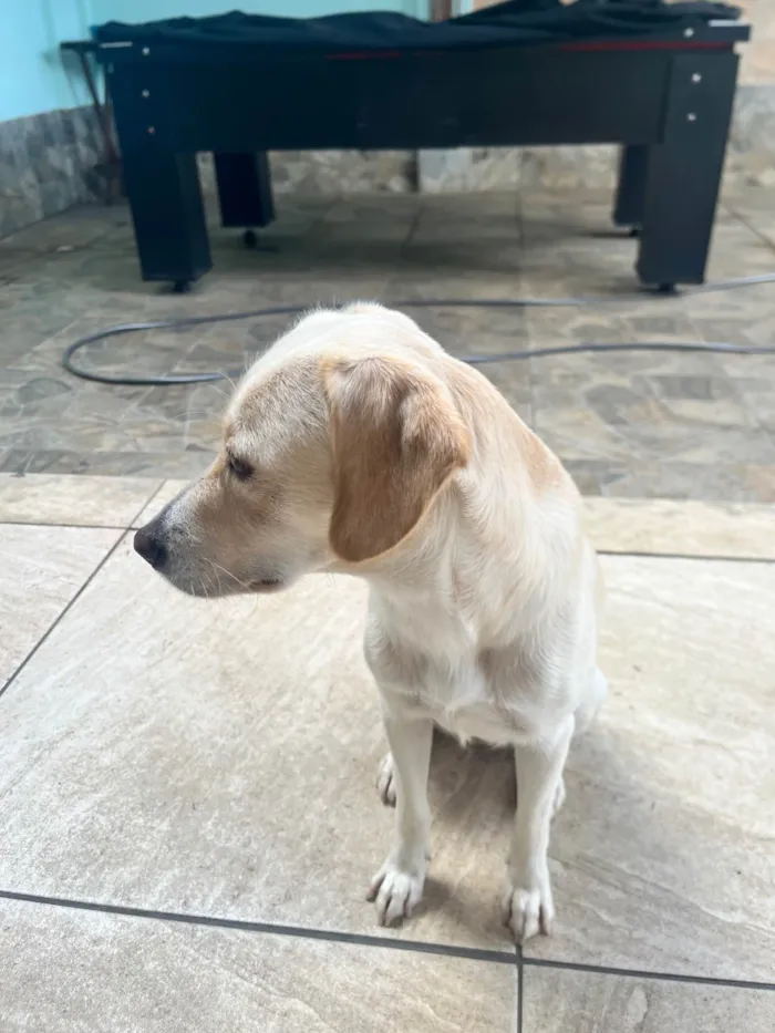 Cachorro ra a SRD-ViraLata idade 3 anos nome LUNA