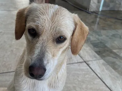 Cachorro raça SRD-ViraLata idade 3 anos nome LUNA