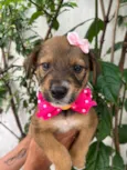 Minnie