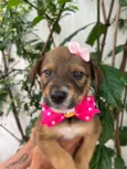 Minnie