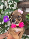 Minnie