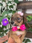 Minnie