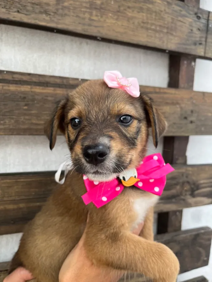 Cachorro ra a SRD-ViraLata idade Abaixo de 2 meses nome Minnie