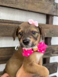 Minnie