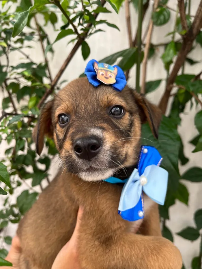 Cachorro ra a SRD-ViraLata idade Abaixo de 2 meses nome Minnie
