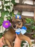 Minnie