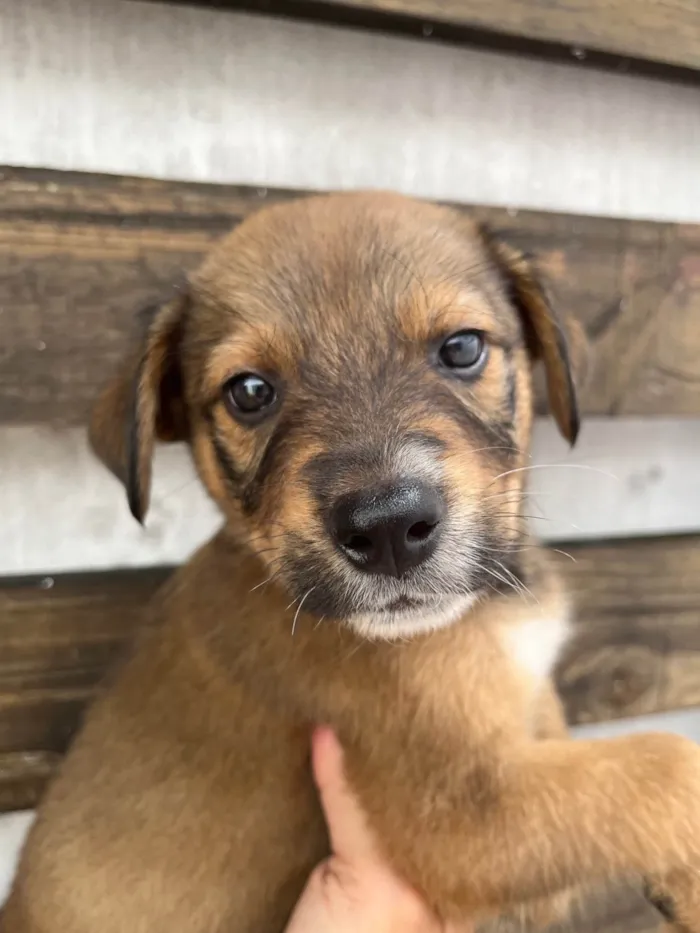 Cachorro ra a SRD-ViraLata idade Abaixo de 2 meses nome Minnie