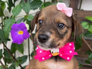 Cachorro raça SRD-ViraLata idade Abaixo de 2 meses nome Minnie
