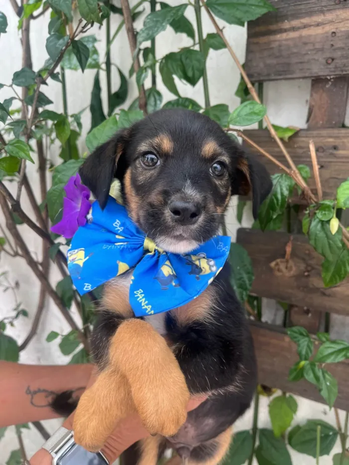 Cachorro ra a SRD-ViraLata idade Abaixo de 2 meses nome Donald