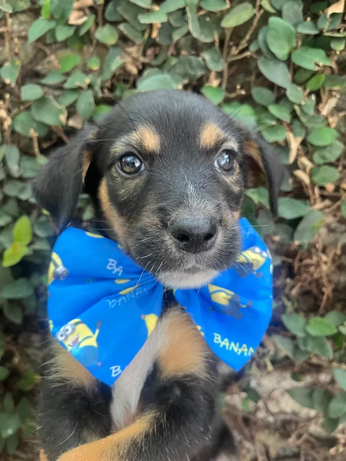Cachorro ra a SRD-ViraLata idade Abaixo de 2 meses nome Donald