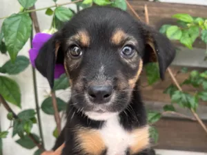 Cachorro raça SRD-ViraLata idade Abaixo de 2 meses nome Donald