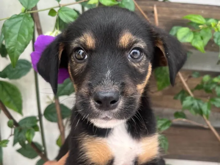 Cachorro ra a SRD-ViraLata idade Abaixo de 2 meses nome Donald