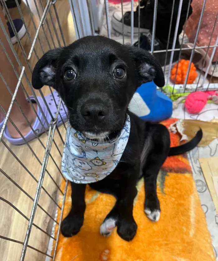 Cachorro ra a SRD-ViraLata idade 2 a 6 meses nome João 