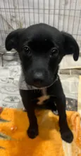 João
