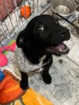 João