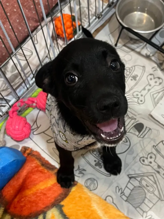 Cachorro ra a SRD-ViraLata idade 2 a 6 meses nome João 