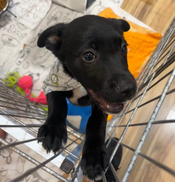Cachorro ra a SRD-ViraLata idade 2 a 6 meses nome João 