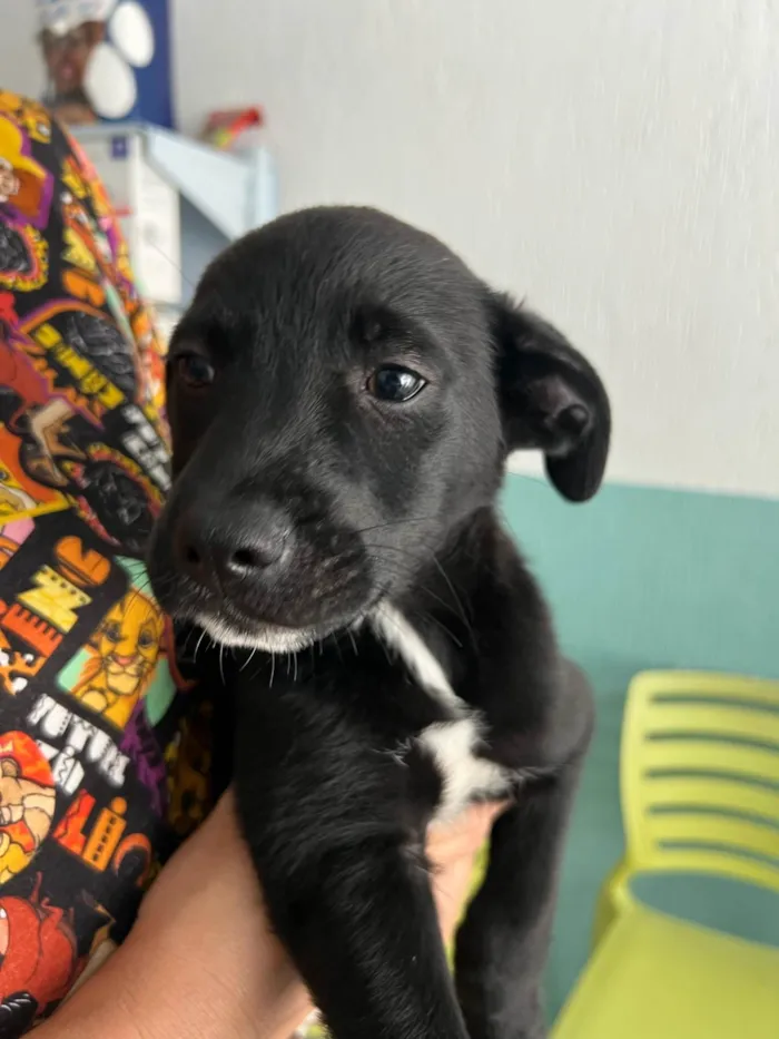 Cachorro ra a SRD-ViraLata idade 2 a 6 meses nome João 