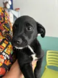 João