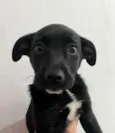 João