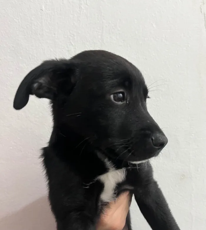 Cachorro ra a SRD-ViraLata idade 2 a 6 meses nome João 