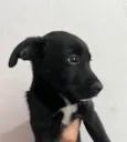 João
