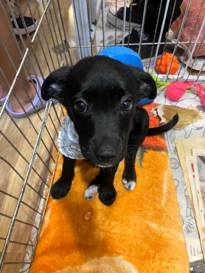 Cachorro ra a SRD-ViraLata idade 2 a 6 meses nome João 