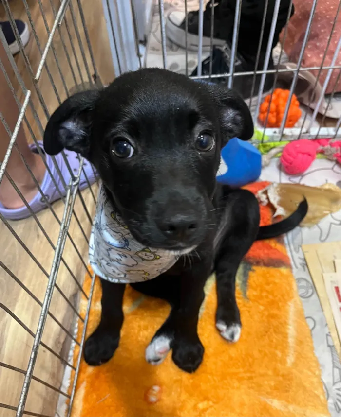 Cachorro ra a SRD-ViraLata idade 2 a 6 meses nome João 