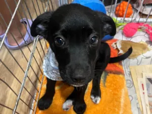 Cachorro raça SRD-ViraLata idade 2 a 6 meses nome João 