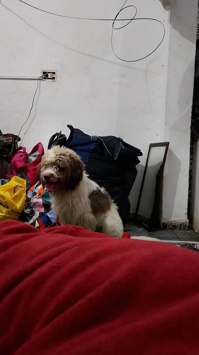 Cachorro ra a SRD-ViraLata idade 1 ano nome Ingrid 