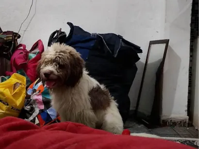 Cachorro raça SRD-ViraLata idade 1 ano nome Ingrid 