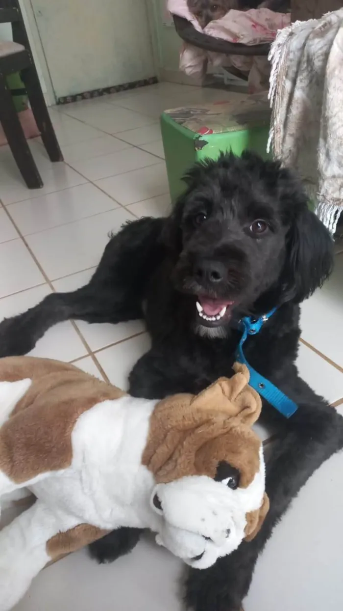 Cachorro ra a SRD-ViraLata idade 1 ano nome Rhudá