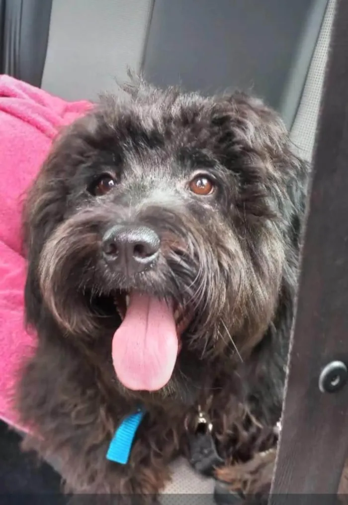Cachorro ra a SRD-ViraLata idade 1 ano nome Rhudá