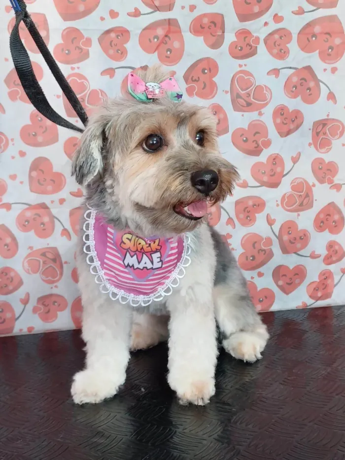 Cachorro ra a Yorkshire idade 2 anos nome Lili