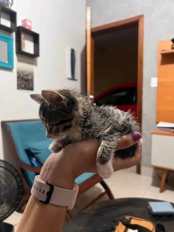 Gato ra a SRD-ViraLata idade Abaixo de 2 meses nome Chilli