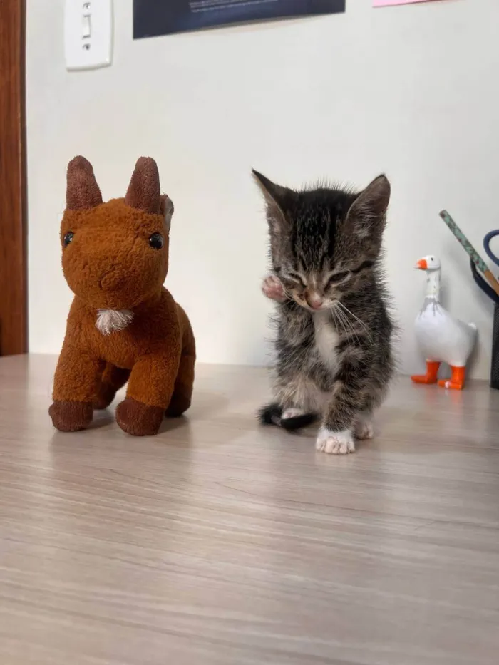 Gato ra a SRD-ViraLata idade Abaixo de 2 meses nome Chilli