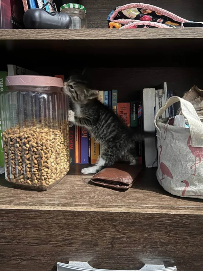 Gato ra a SRD-ViraLata idade Abaixo de 2 meses nome Chilli