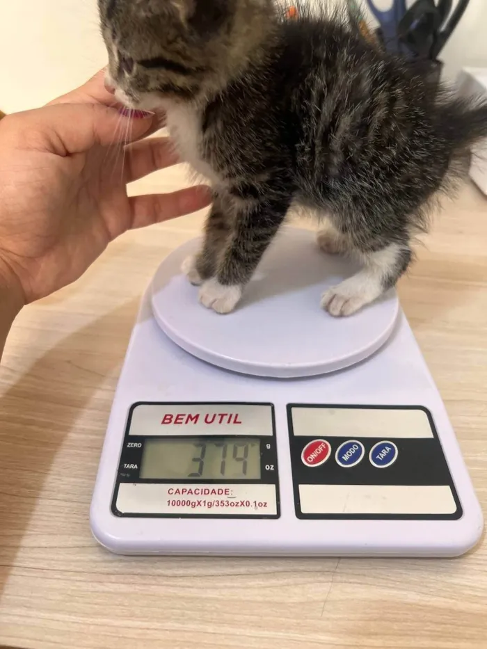 Gato ra a SRD-ViraLata idade Abaixo de 2 meses nome Chilli