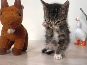 Gato raça SRD-ViraLata idade Abaixo de 2 meses nome Chilli