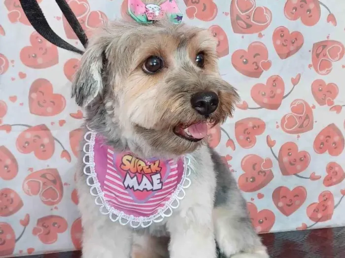 Cachorro ra a Yorkshire idade 2 anos nome Lili
