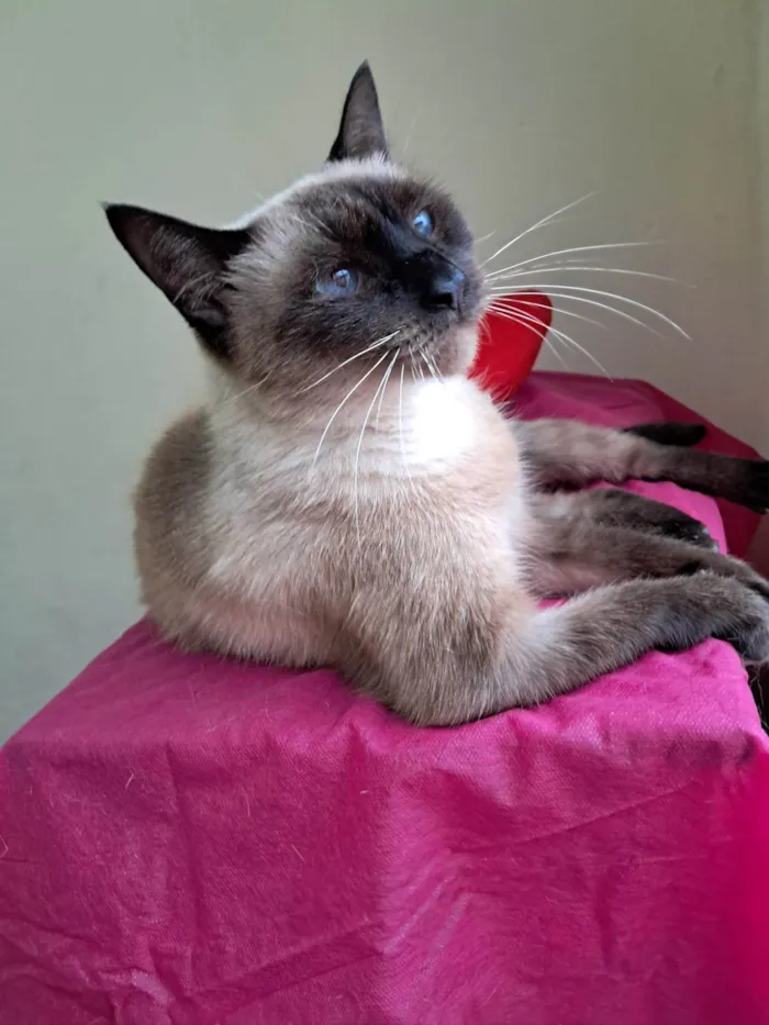 Gato ra a SRD-ViraLata idade 2 anos nome Tamara 