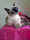 Tamara