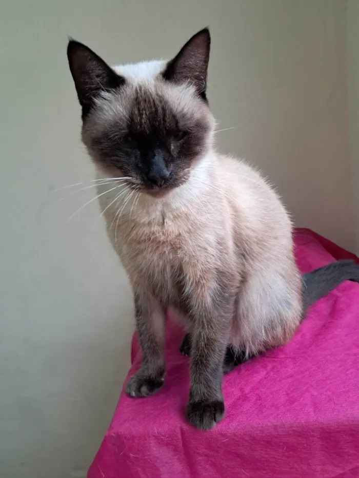 Gato ra a SRD-ViraLata idade 2 anos nome Tamara 