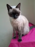 Tamara